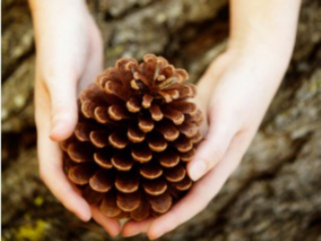 Pine Bark Extract Slows Aging Skin