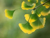 Ginkgo Biloba's Beauty Benefits Ginkgo Biloba's Beauty Benefits