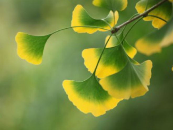 Ginkgo Biloba's Beauty Benefits