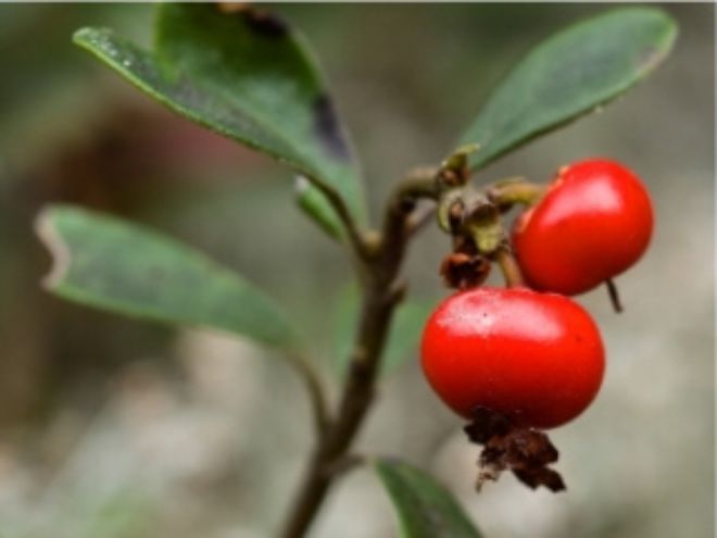 Botanicals May Rid Age Spots Just As Well As Hydroquinone