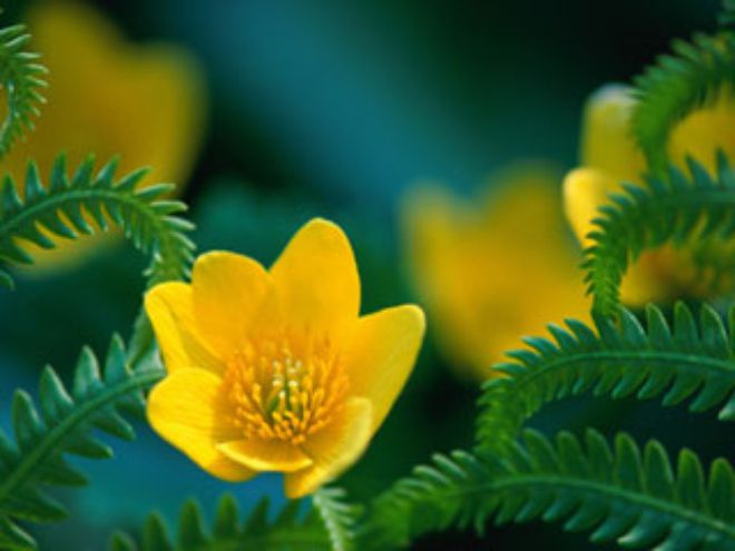 Can Evening Primrose Oil Stop Acne?