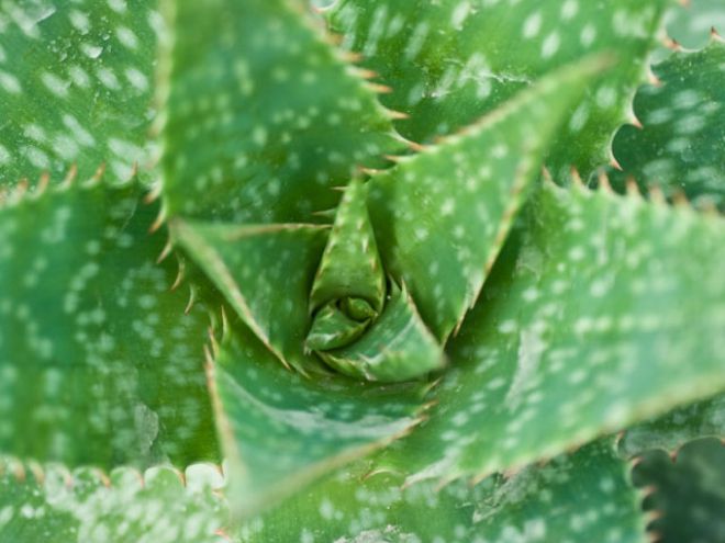 Hello Aloe: A Surprising Smile Soother