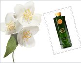 Jasmine Oil Could Be The Cure For Dandruff Jasmine Oil Could Be The Cure For Dandruff