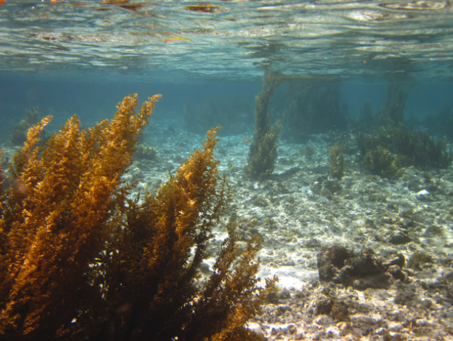 Marine-Based Ingredients: Good For Your Skin, Bad For the Environment