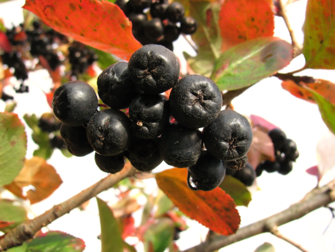 Four Antioxidants You’ve Never Heard Of
