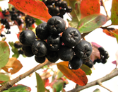 Four Antioxidants You’ve Never Heard Of Four Antioxidants You’ve Never Heard Of