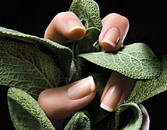 Find Your Best Nail Shape Find Your Best Nail Shape