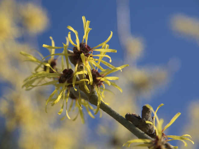 The Beauty Benefits of Witch Hazel