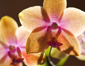 The Best Botanicals You’ve Never Heard Of The Best Botanicals You’ve Never Heard Of