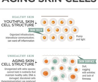 Infographic: The Science Behind Aging Skin Cells Infographic: The Science Behind Aging Skin Cells