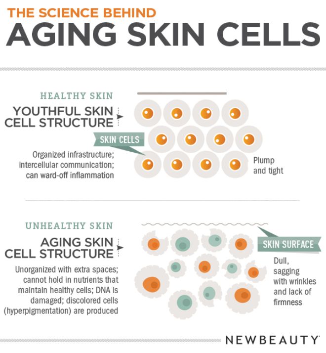 Infographic The Science Behind Aging Skin Cells Anti Aging Skin