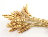 Going Gluten-Free? Here's What You Need To Know Going Gluten-Free? Here's What You Need To Know