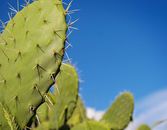 Why You Should Start Drinking Cactus Water Why You Should Start Drinking Cactus Water