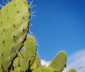 Why You Should Start Drinking Cactus Water Why You Should Start Drinking Cactus Water