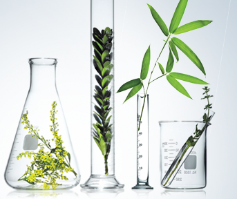 Back to Basics: The Best Natural Beauty Products Back to Basics: The Best Natural Beauty Products